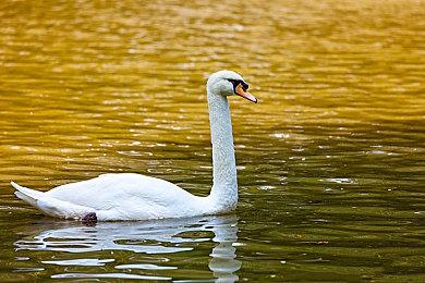 《罪恶王权》Steam版正式发售 国区定价396元支持中文